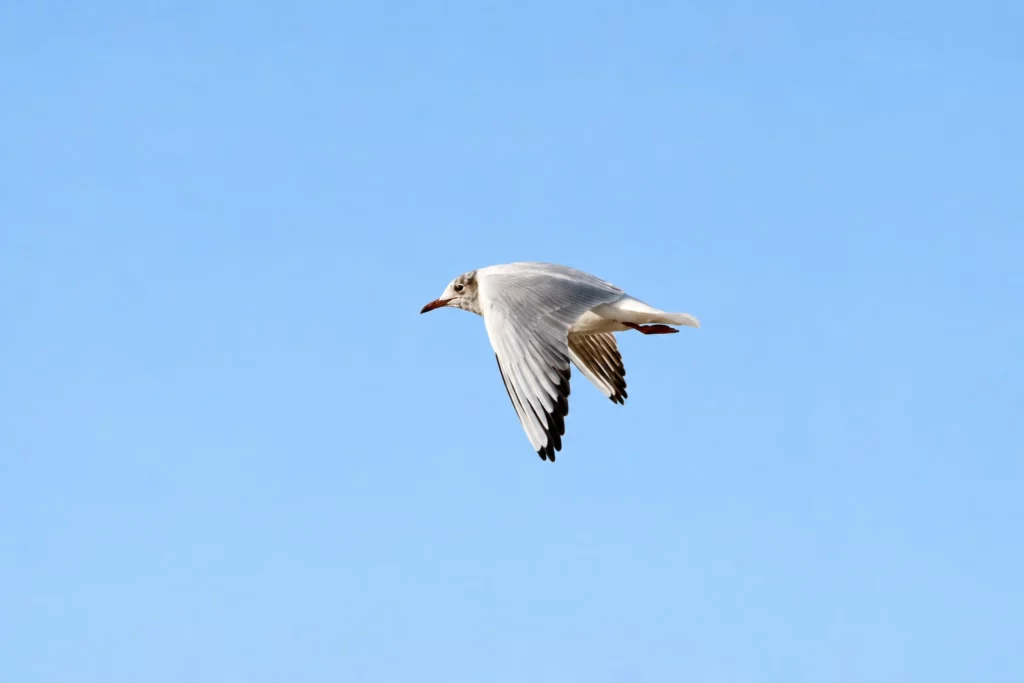Mouette rieuse Mouette rieuse