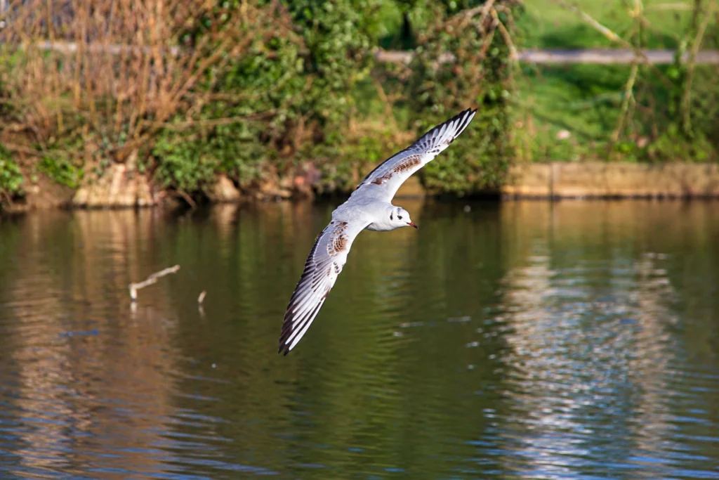 Mouette rieuse Mouette rieuse