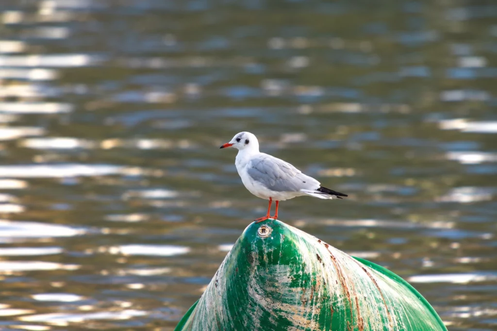 Mouette rieuse Mouette rieuse