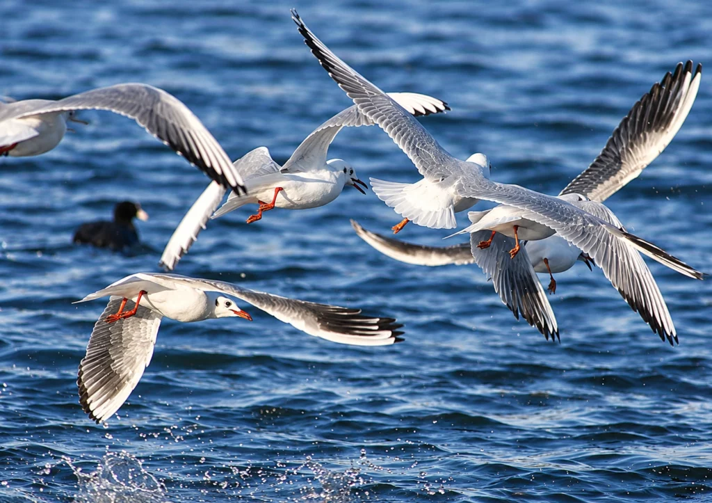 Mouette rieuse Mouette rieuse