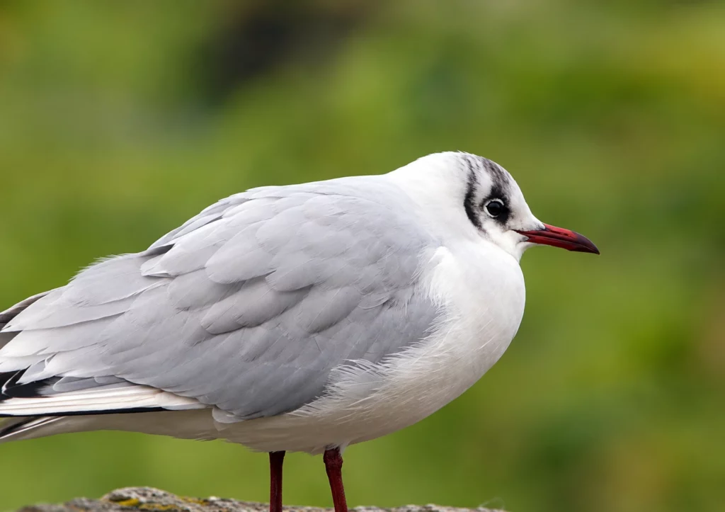 Mouette rieuse Mouette rieuse