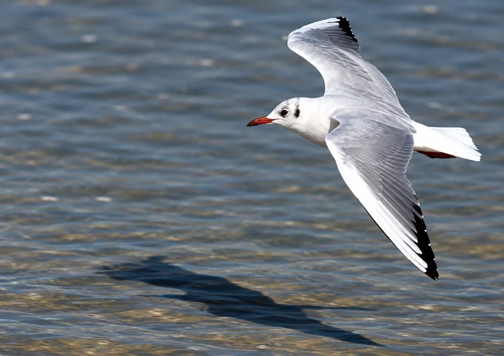 Mouette rieuse Mouette rieuse