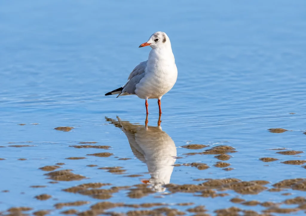 Mouette rieuse Mouette rieuse