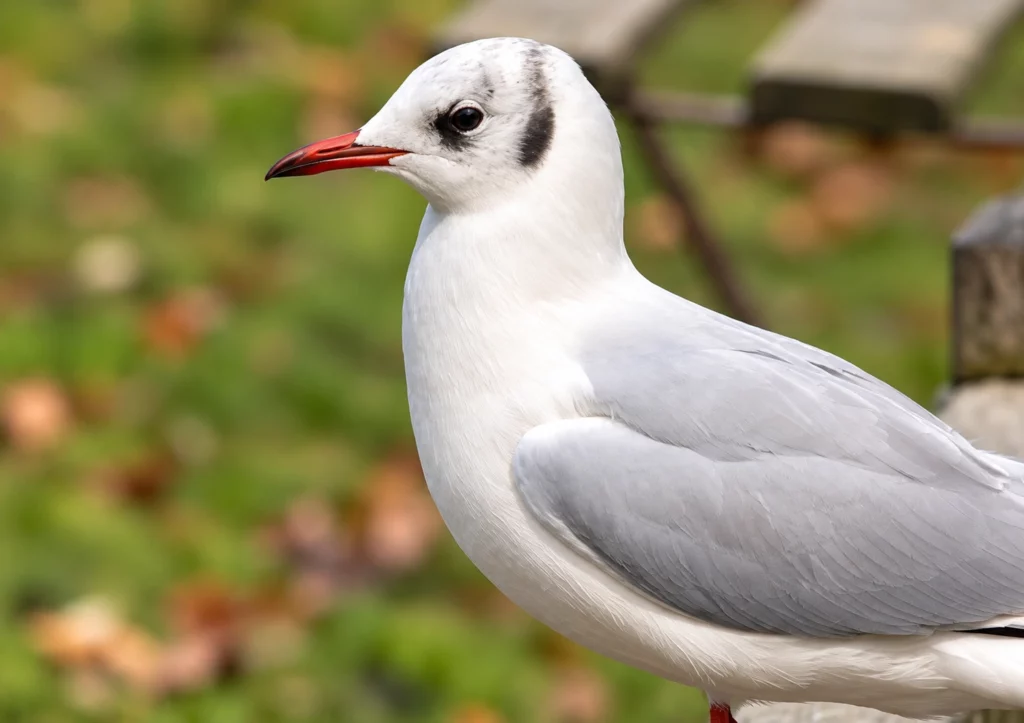 Mouette rieuse Mouette rieuse