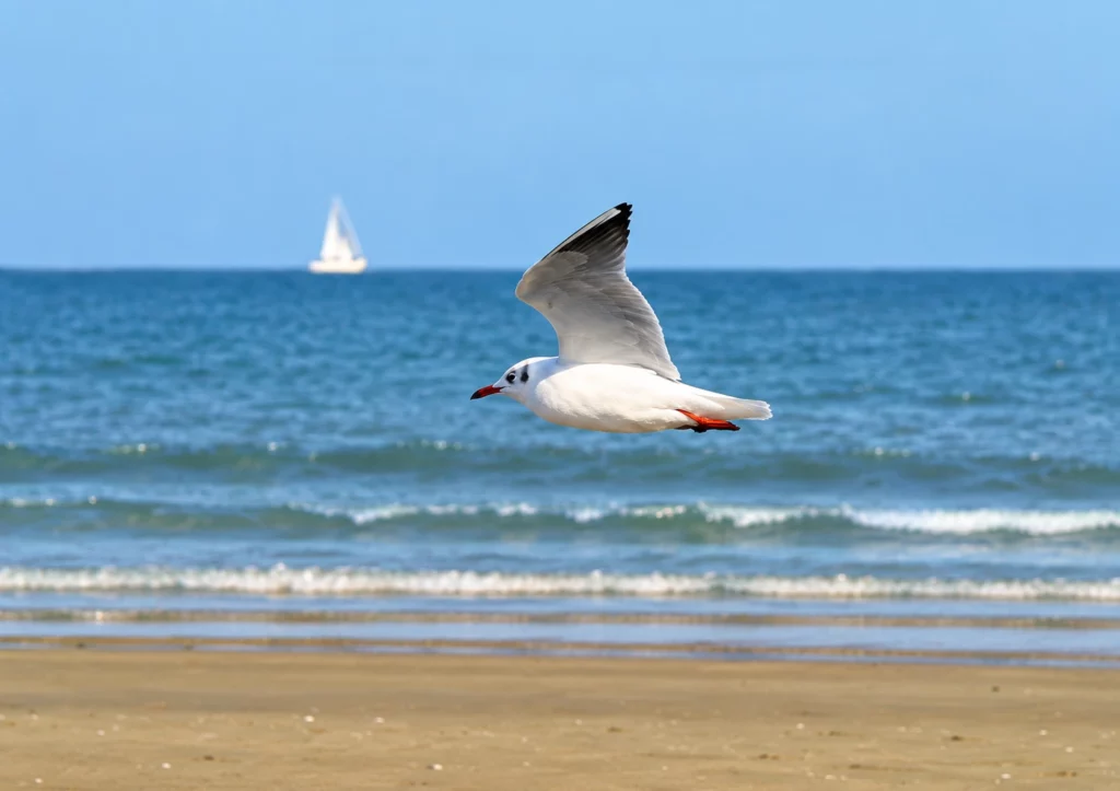Mouette rieuse Mouette rieuse