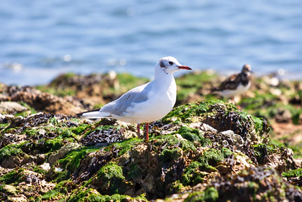 Mouette rieuse Mouette rieuse