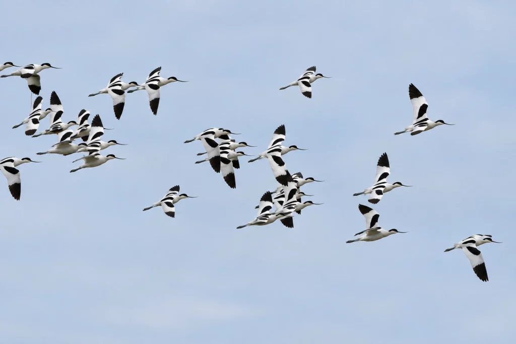 avocette elegante