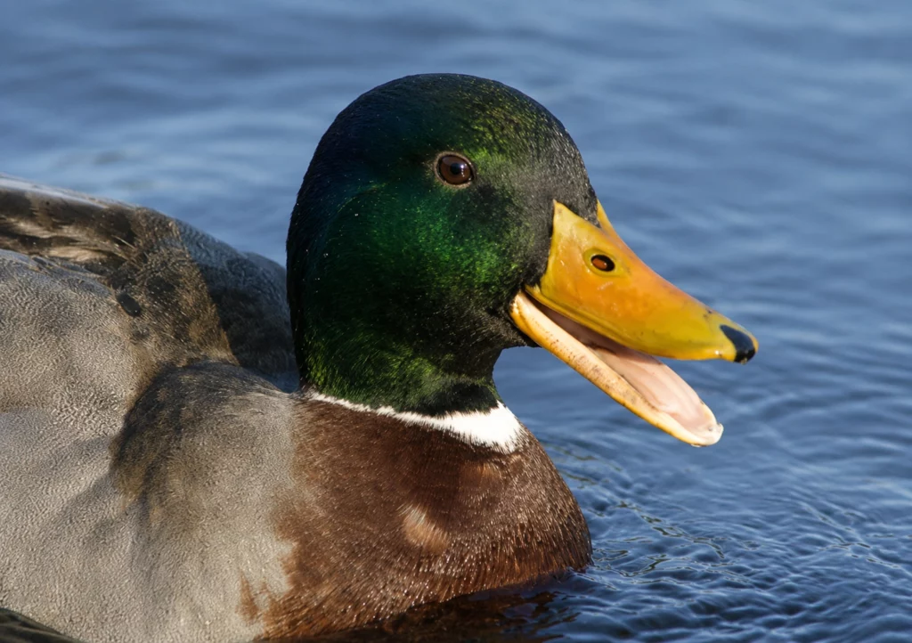 Canard Colvert