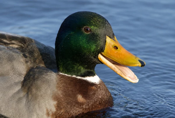 Canard Colvert