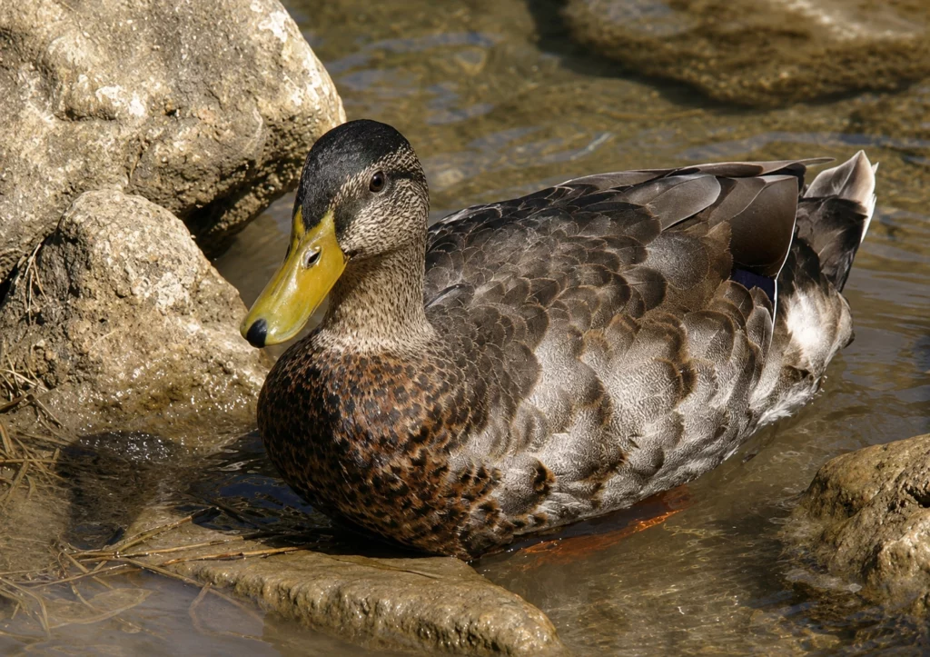 Canard Colvert
