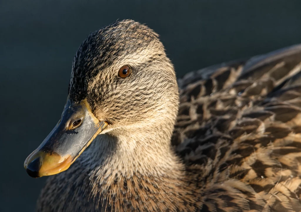 Canard Colvert