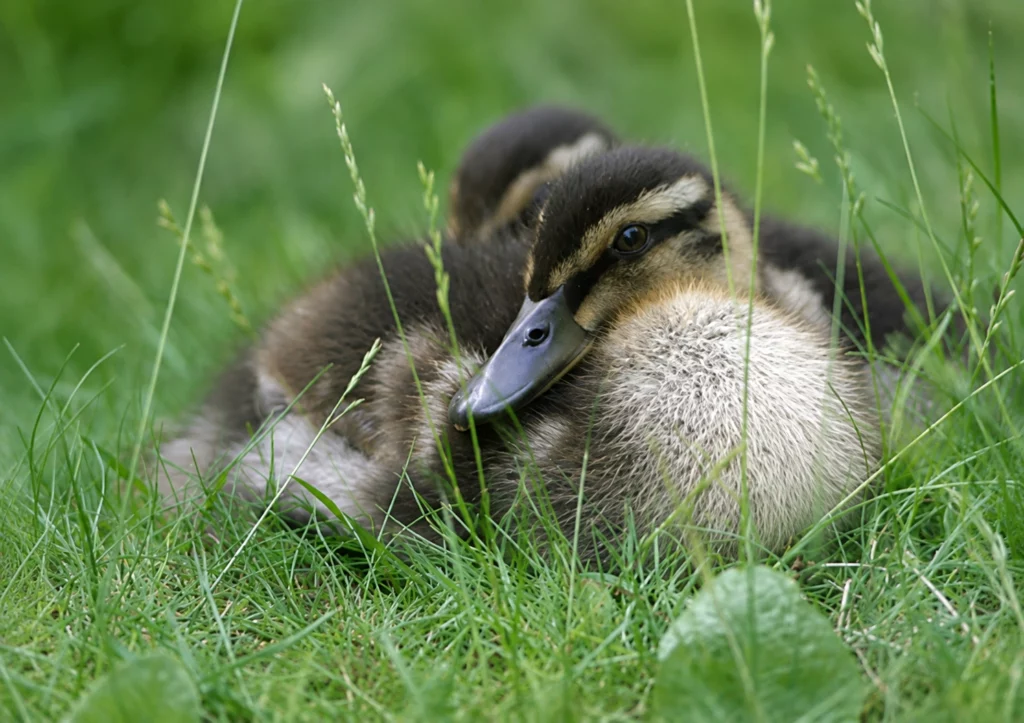 Canard Colvert