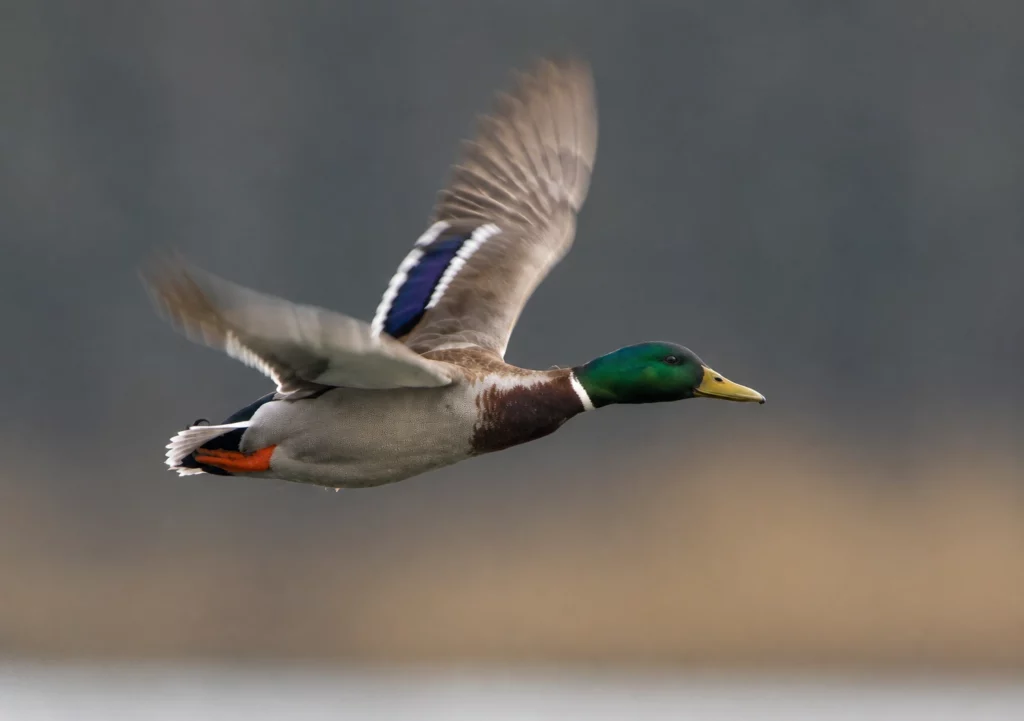 Canard Colvert