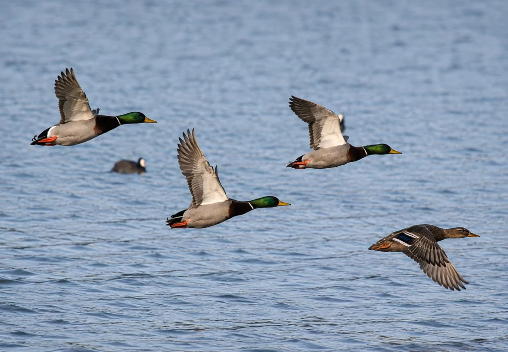 Canard Colvert