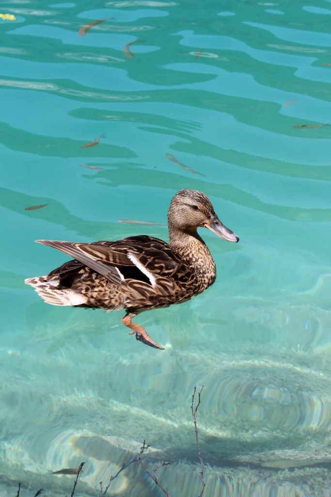 Canard Colvert