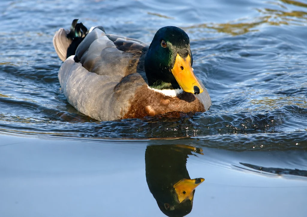 Canard Colvert