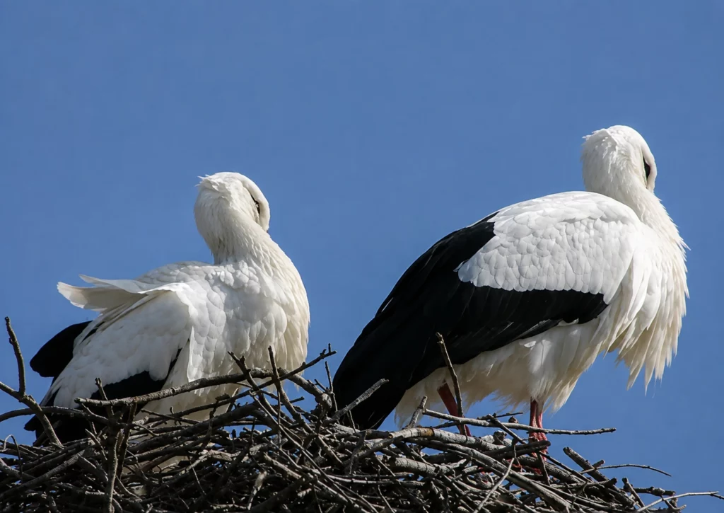 Cigogne blanche