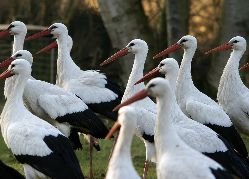 Cigogne blanche