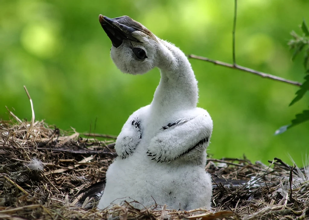 Cigogne blanche