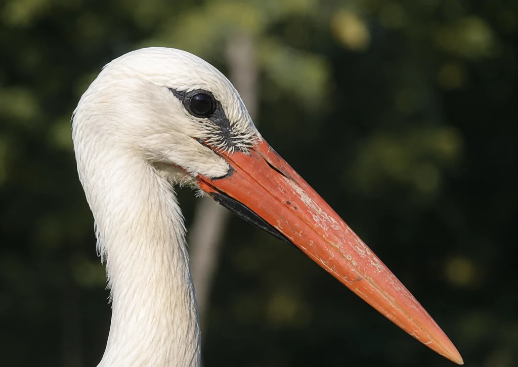 Cigogne blanche