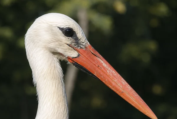 Cigogne blanche