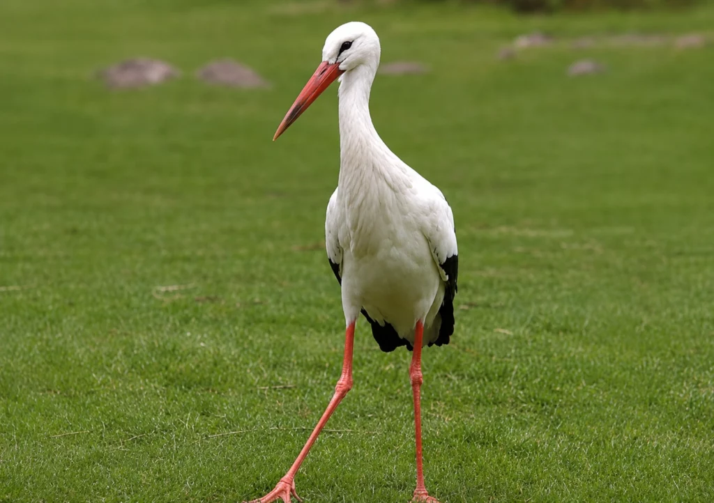 Cigogne blanche