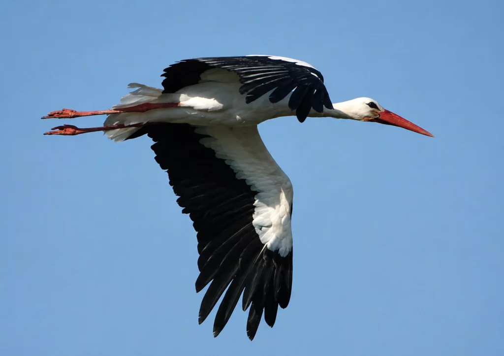 Cigogne blanche