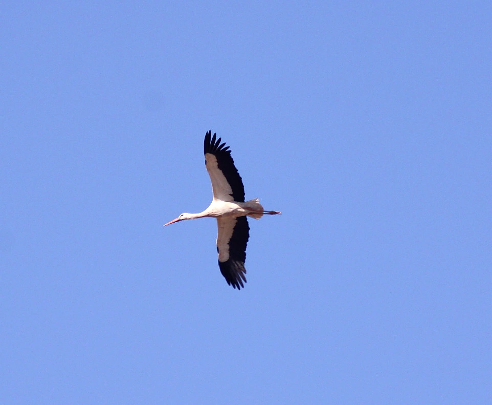 cigogne cigogne