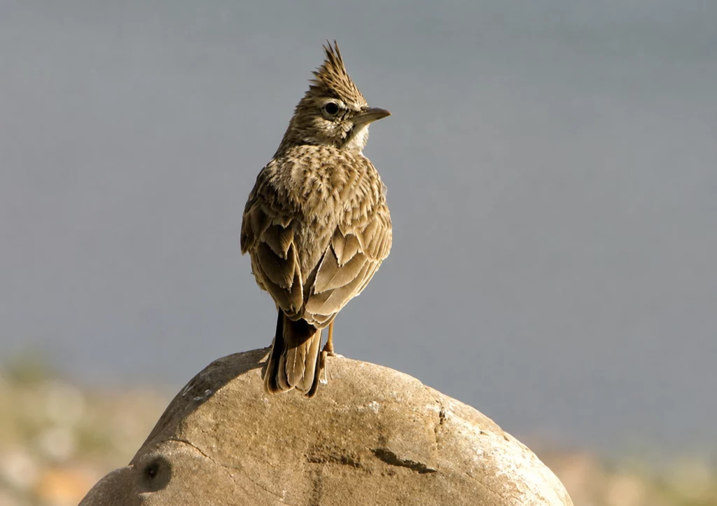 Cochevis huppé