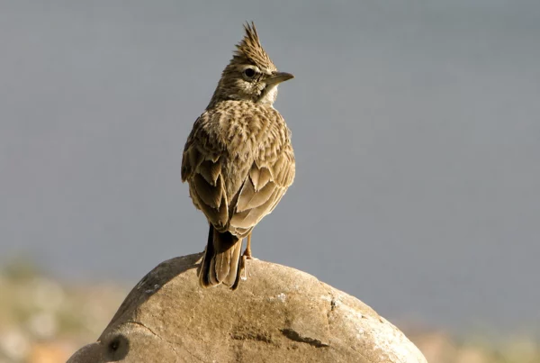 Cochevis huppé