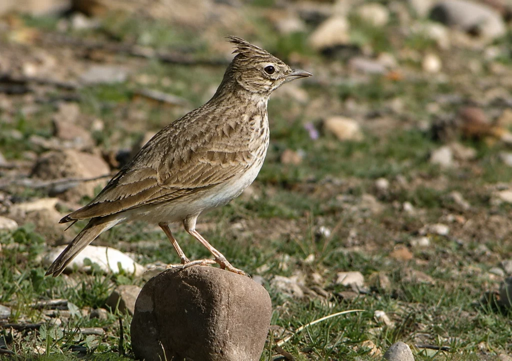 Cochevis huppé