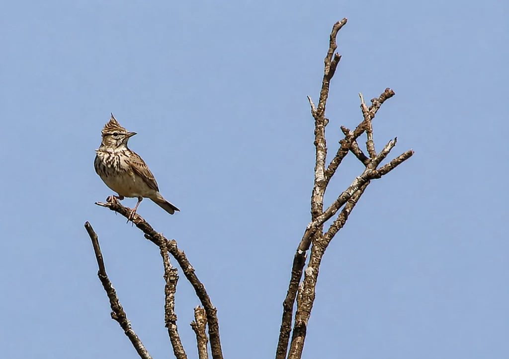 Cochevis huppé