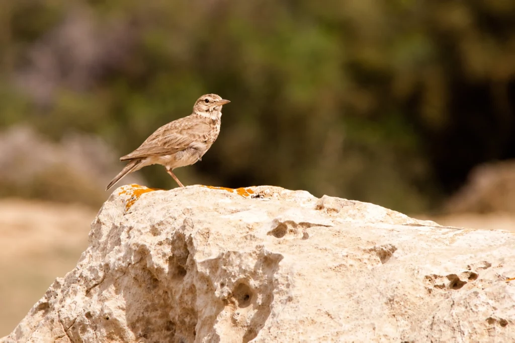 Cochevis huppé