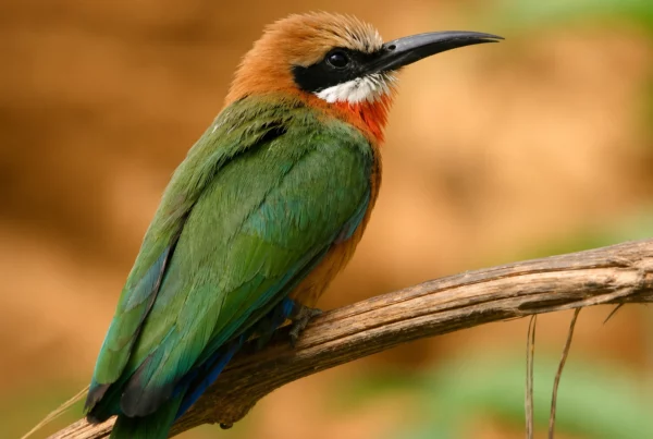 Guepier de madagascar