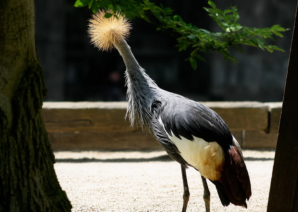 Grue couronnée