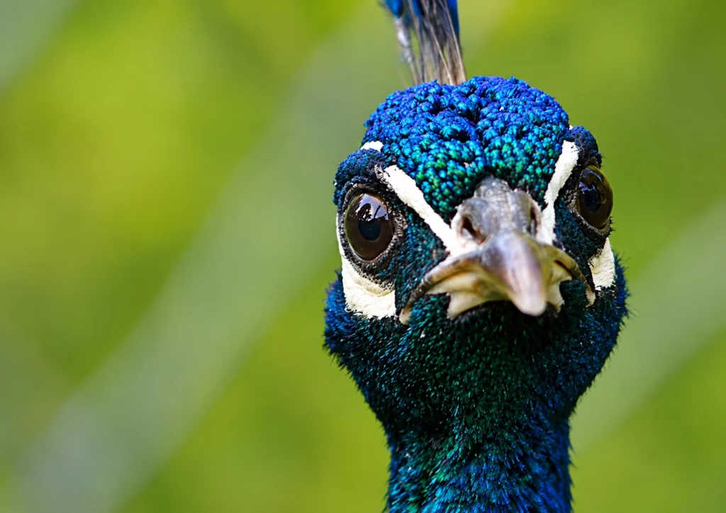 Paon bleu Paon bleu