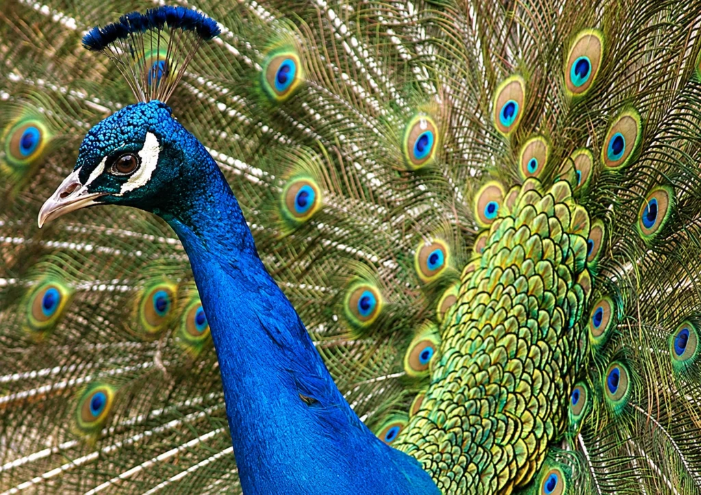 Paon bleu Paon bleu