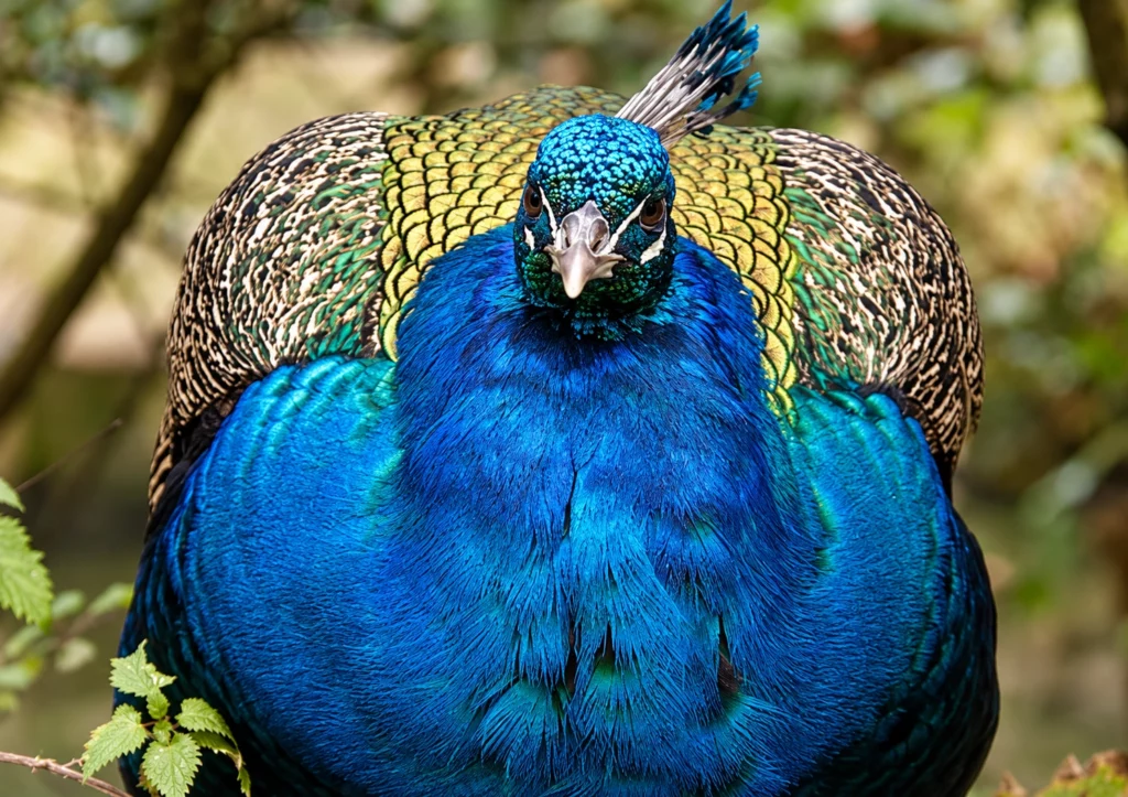 Paon bleu Paon bleu
