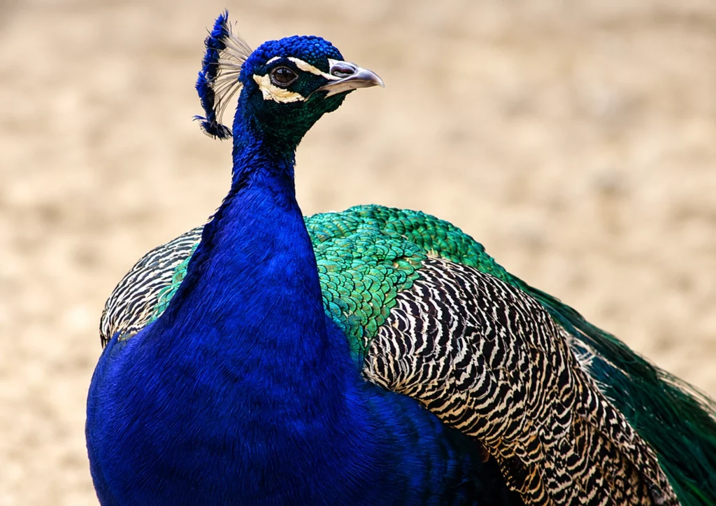 Paon bleu Paon bleu