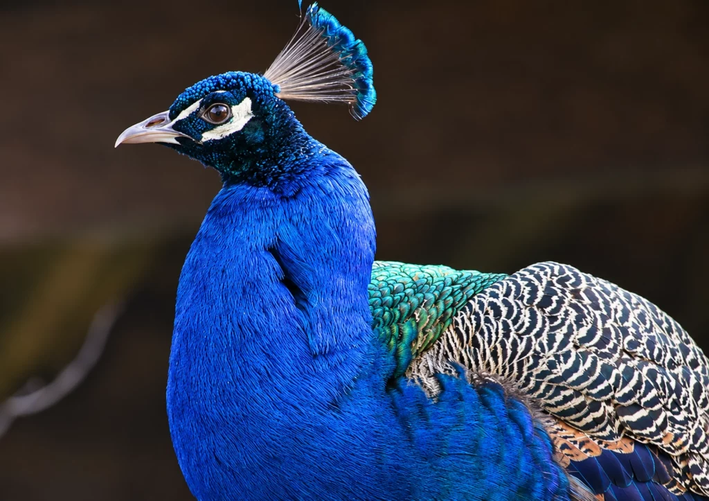 Paon bleu Paon bleu