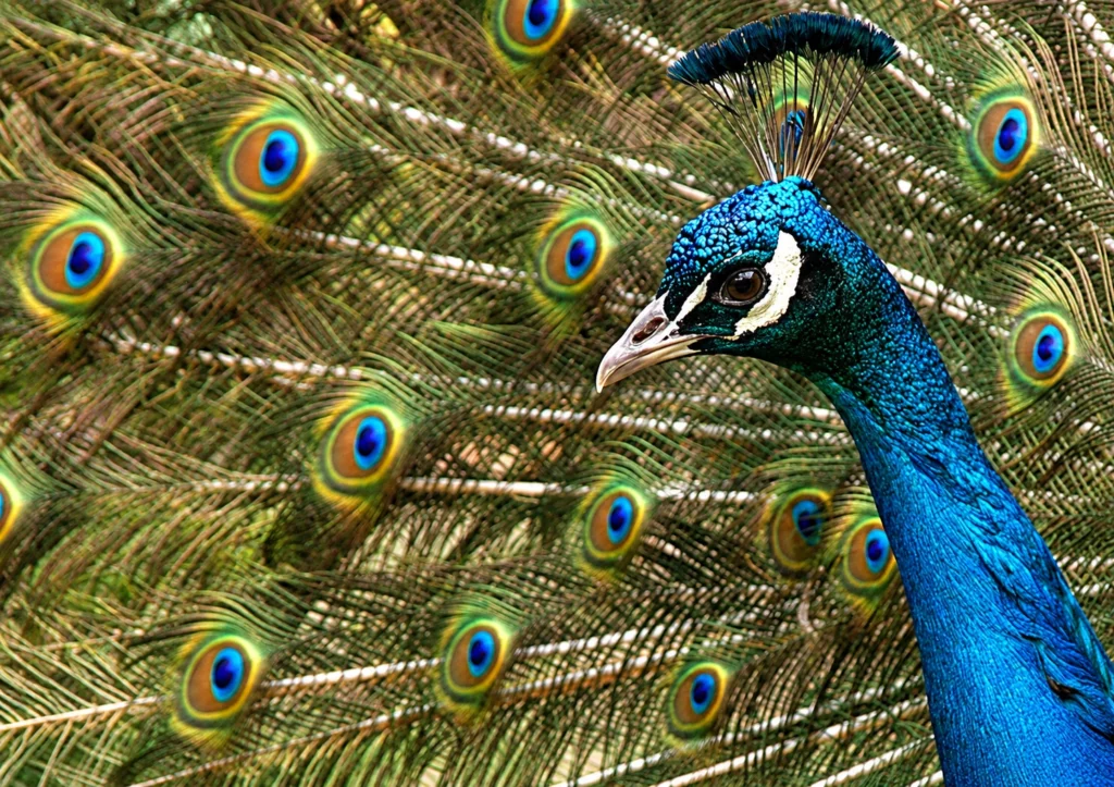 Paon bleu Paon bleu
