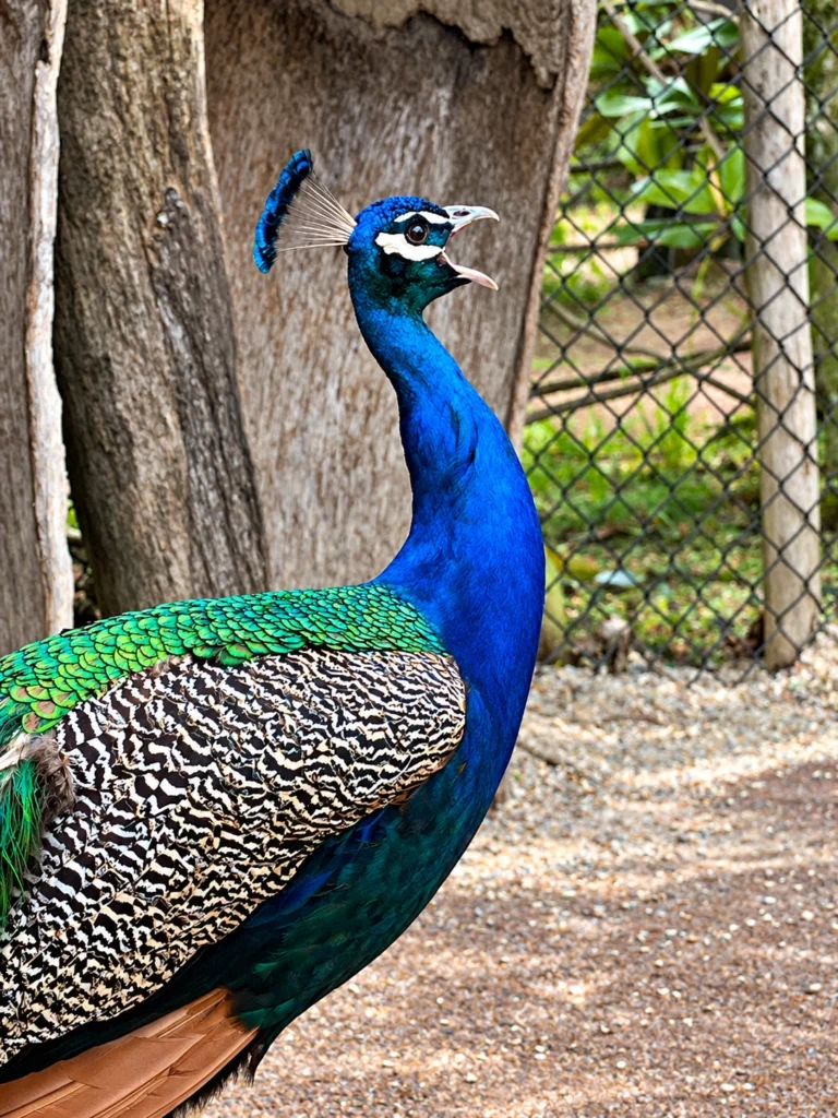 Paon bleu Paon bleu