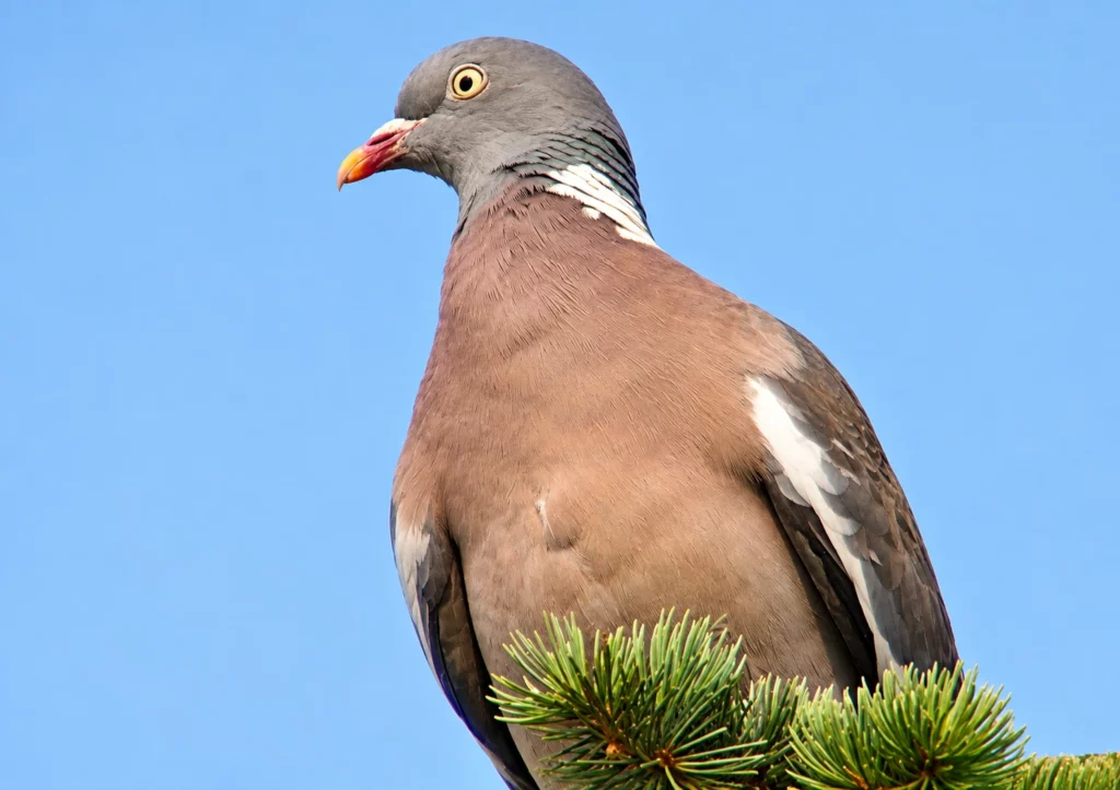 pigeon ramier pigeon ramier