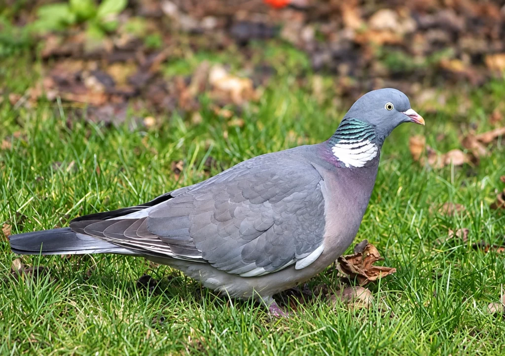 pigeon ramier pigeon ramier