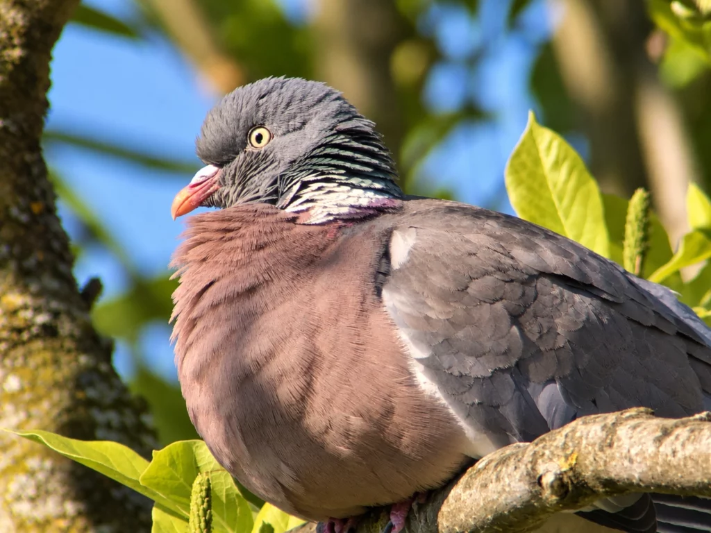 pigeon ramier pigeon ramier