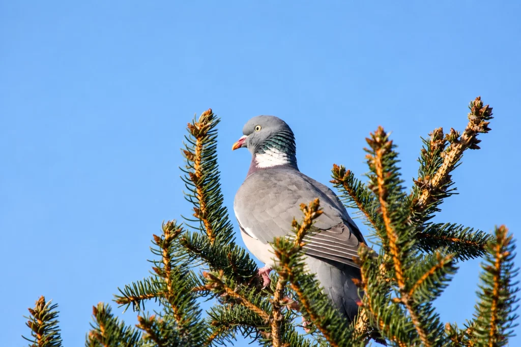 pigeon ramier pigeon ramier