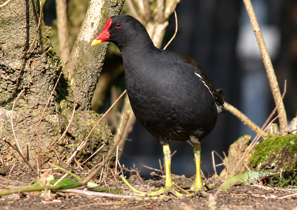 Poule d'eau