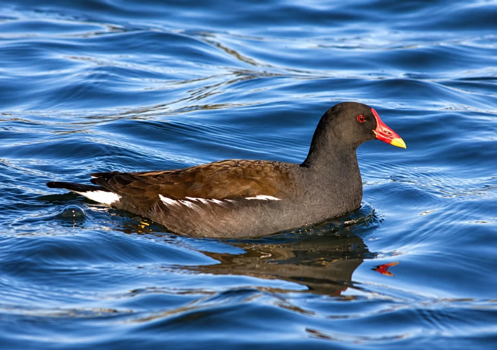Poule d'eau