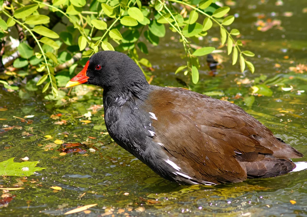 Poule d'eau