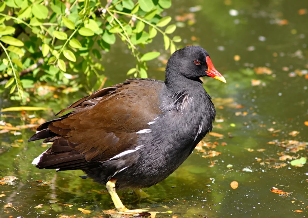 Poule d'eau